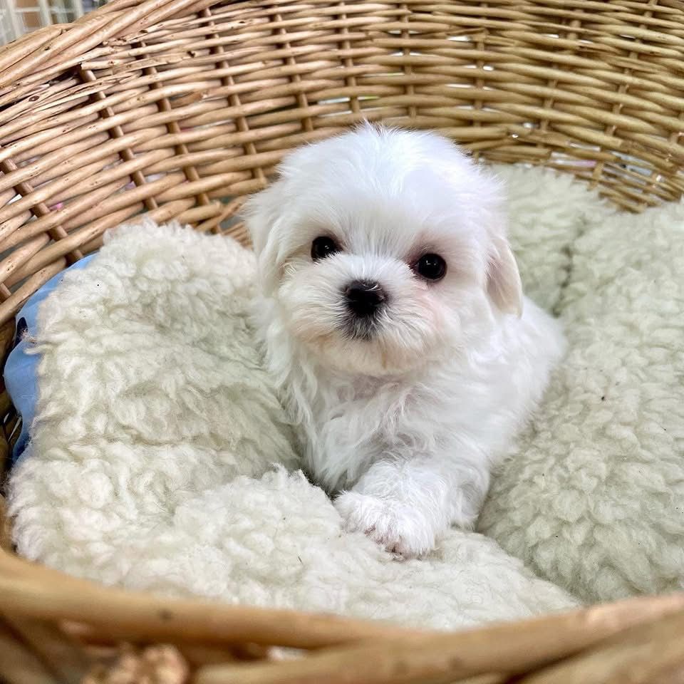 Milo