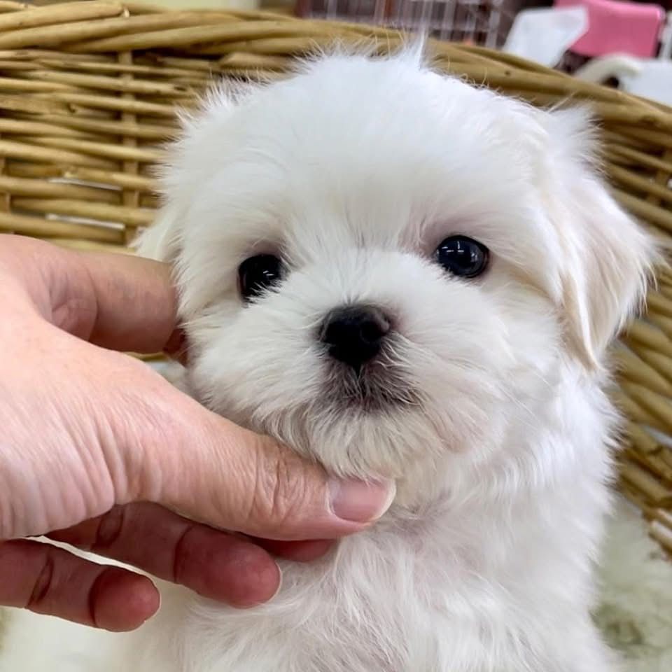 Milo - Image 3